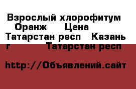 Взрослый хлорофитум “Оранж“. › Цена ­ 180 - Татарстан респ., Казань г.  »    . Татарстан респ.